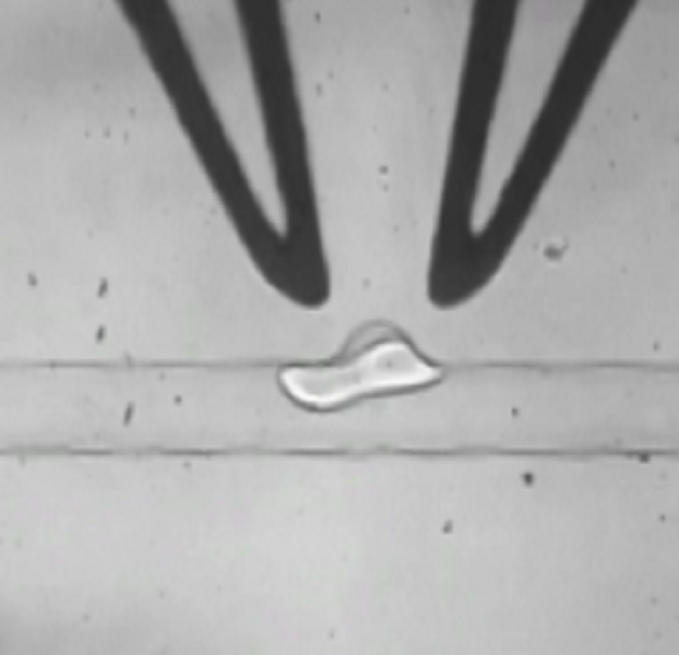 功率放大器微流控實驗結(jié)果 功率放大器微流控實驗結(jié)果