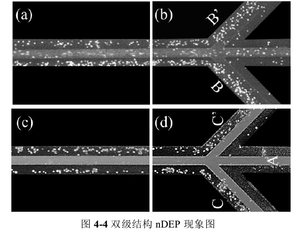 雙級結構nDEP現象圖