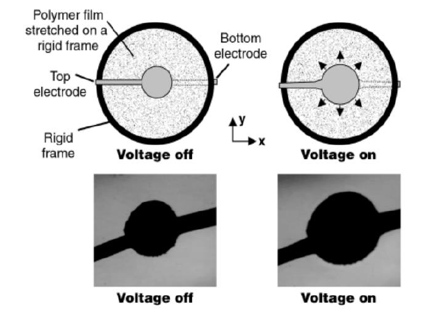 介電彈性體圓形驅(qū)動(dòng)器的電致變形實(shí)驗(yàn).png