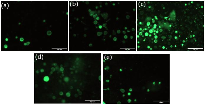 高壓放大器在改良電形成裝置參數(shù)優(yōu)化中的應(yīng)用